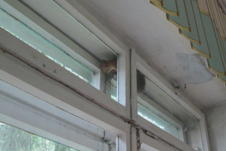    Зверек не пострадал. Фото МАСС