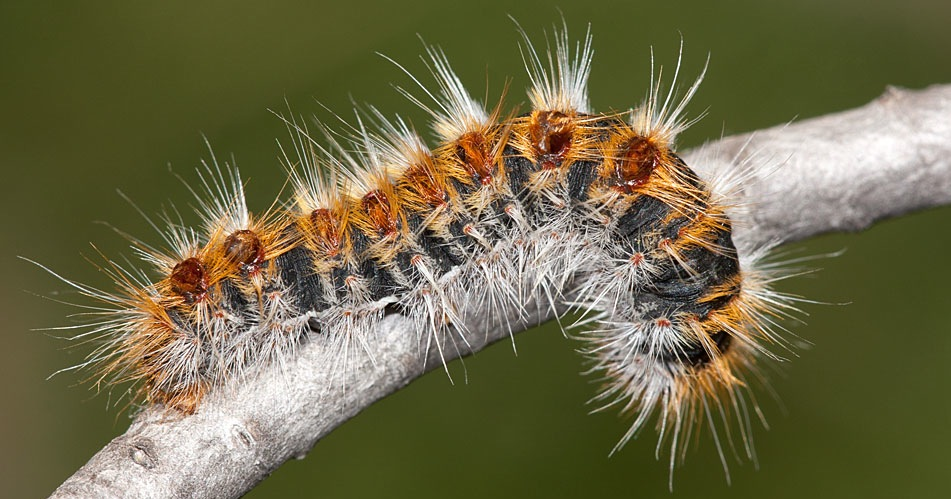 Из бабочки в гусеницу