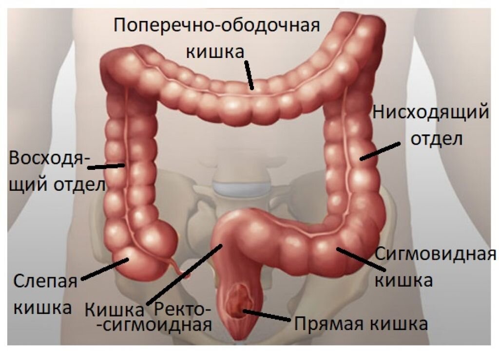 Почему урчит в животе?