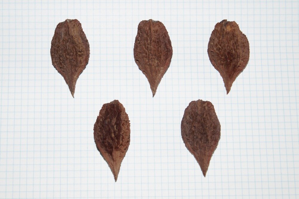 Фото 3. Более крупный Ланкастерский орех (средний вес ядра 1,8 граммов).