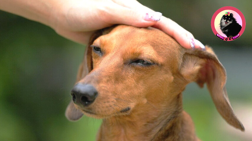 Гладить собак 🐾 Шпиц Боня