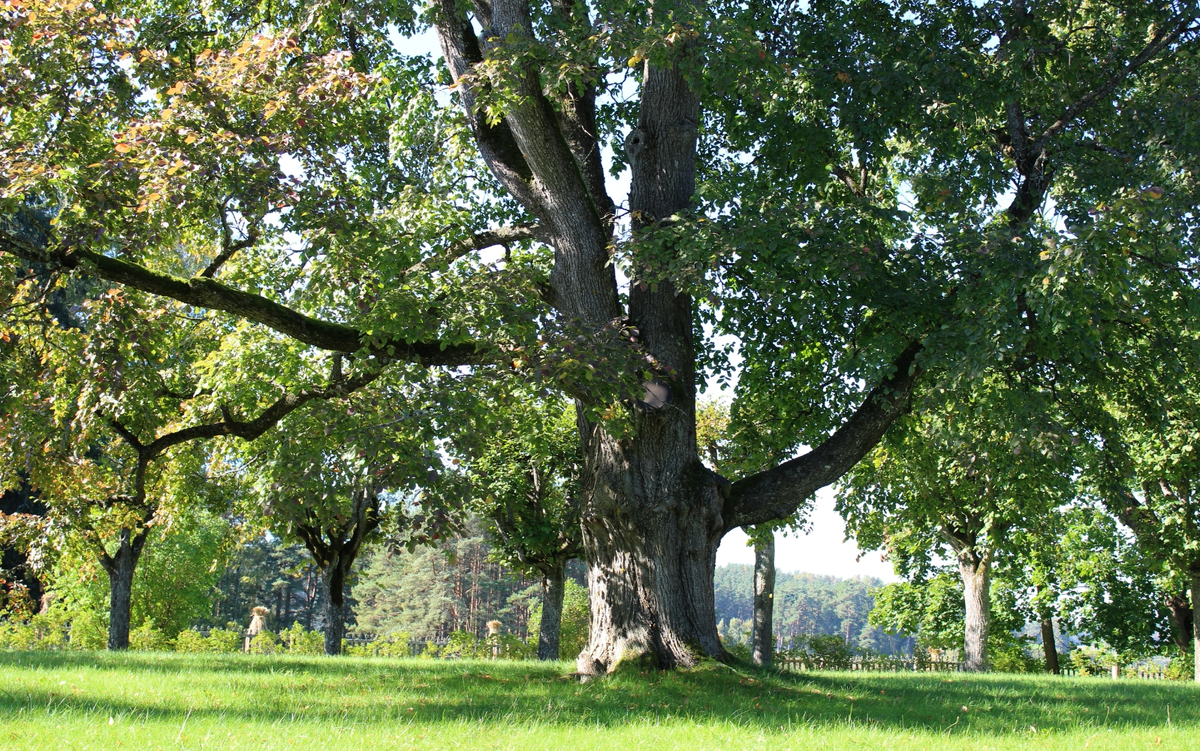 Дуб в селе Михайловское
