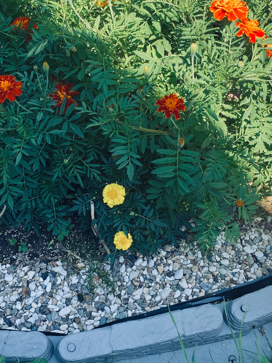 Корни бархатцев. Посев бархатцев на рассаду. Бархатцы золотой улей. Как посеять бархатцы в открытый грунт весной. Бархатцы прямостоячие мери хелен.