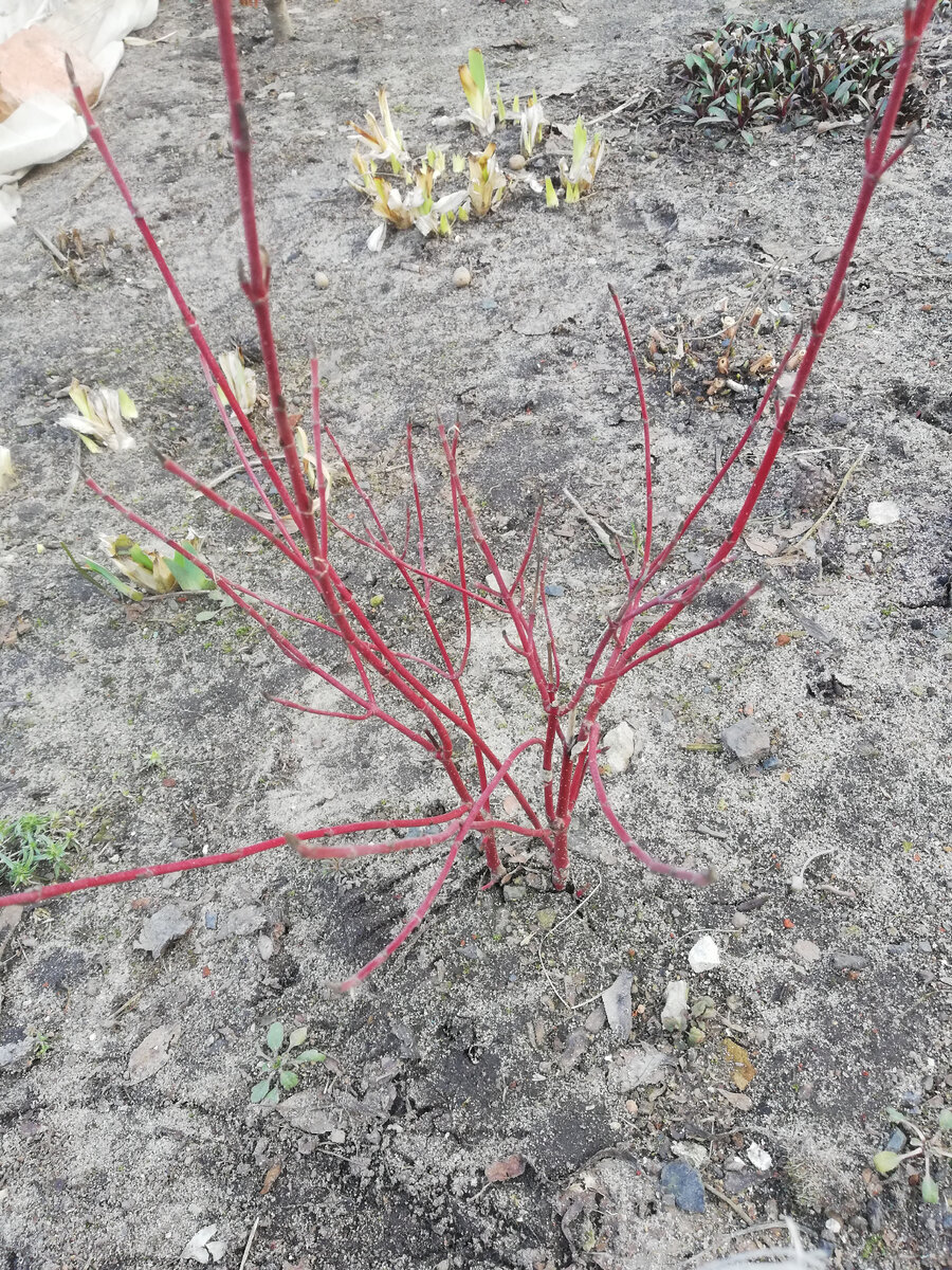 Дёрен белый "Миракл" в марте - молодые побеги зимой пока ещё красные