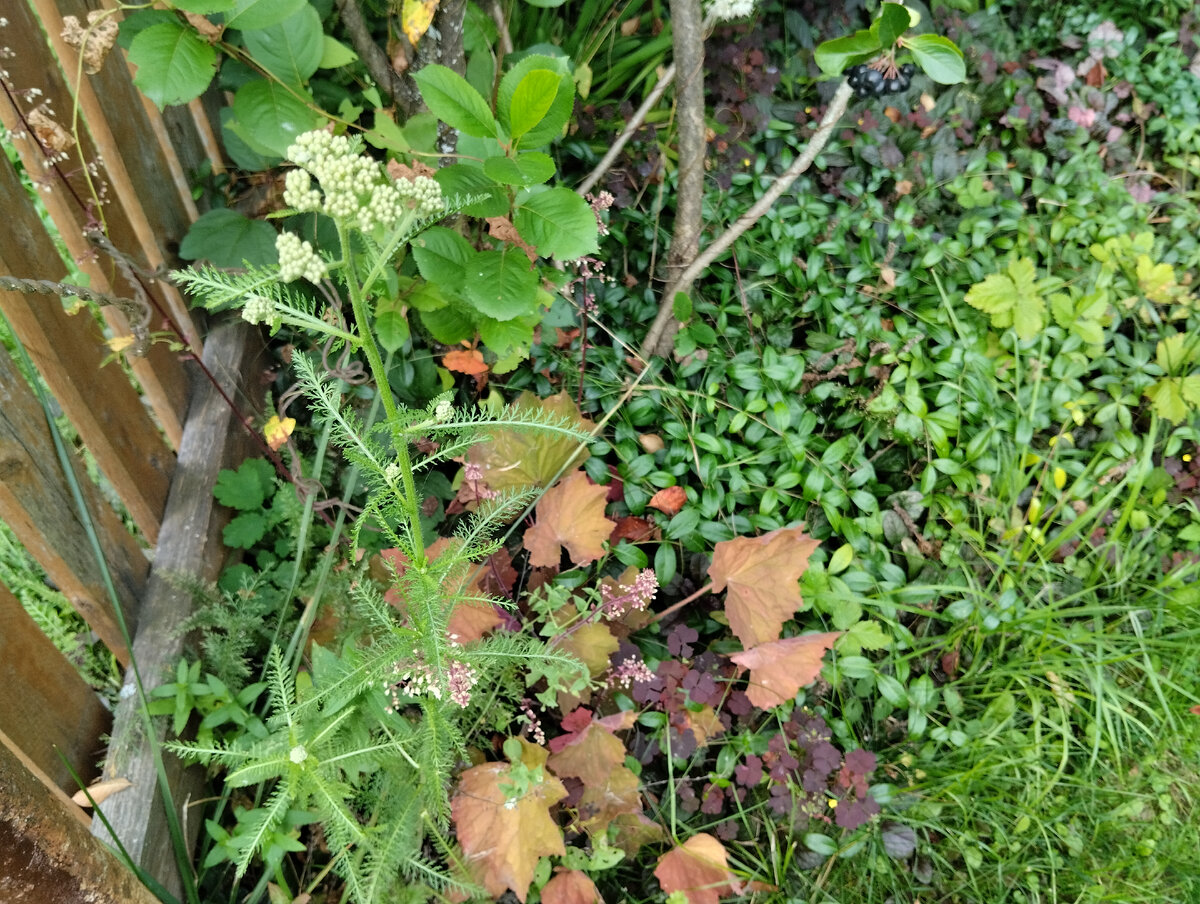 в Парадного цветника на въезде, в кусте цветущей хейгеры Биг Бронз Топ