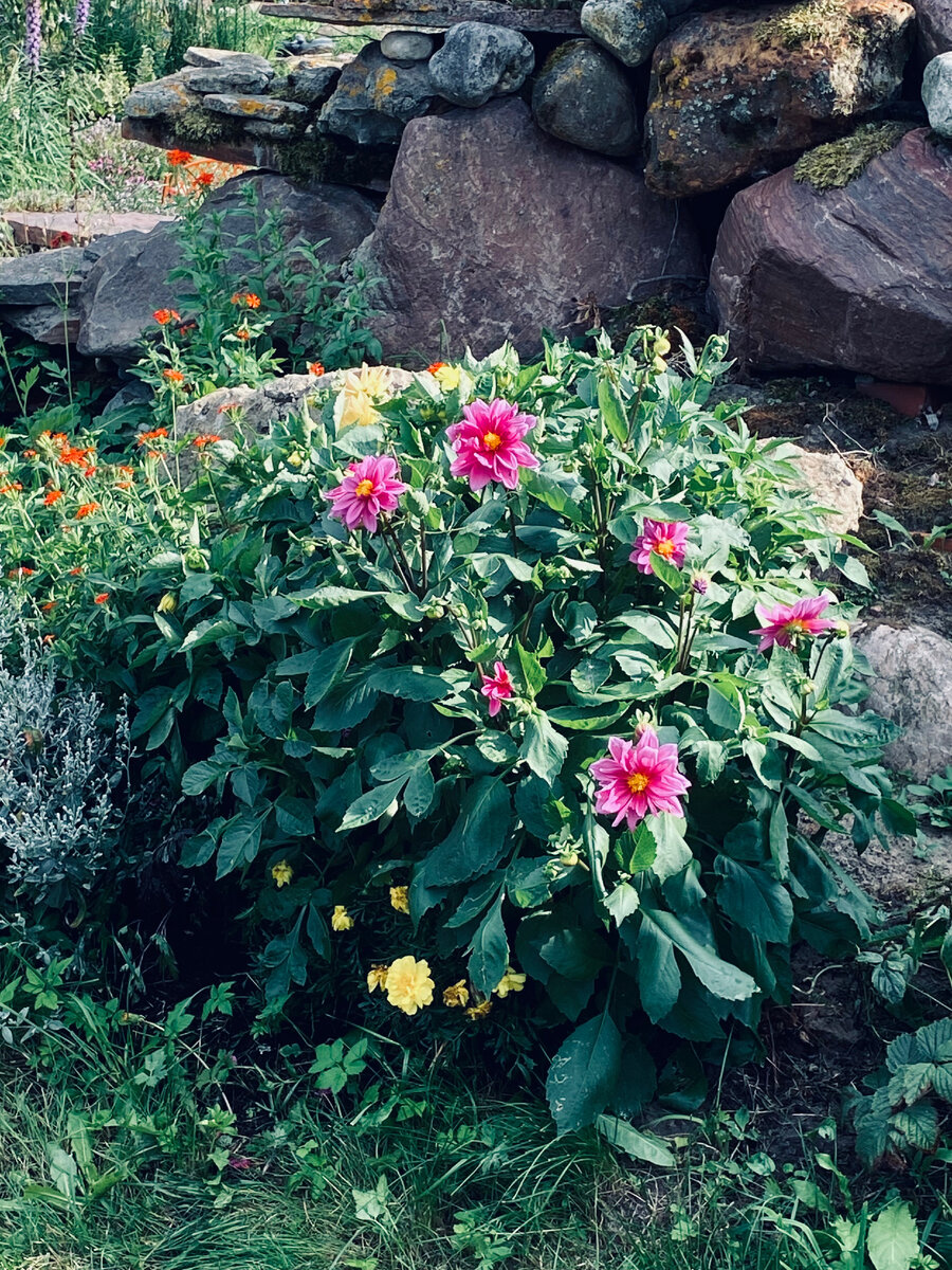 Так цвела георгина Василиса в прошлом году. Везде фото автора.