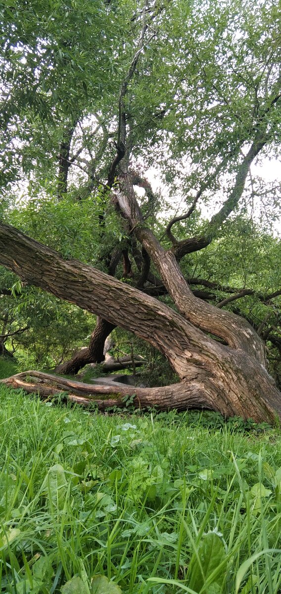 Парк Александрино . 