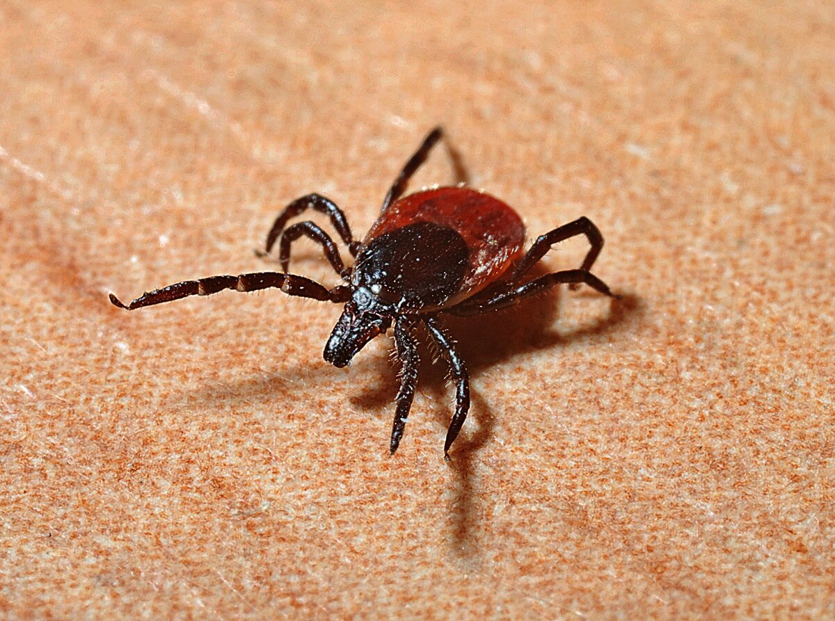 Фото: piqsels.cоm