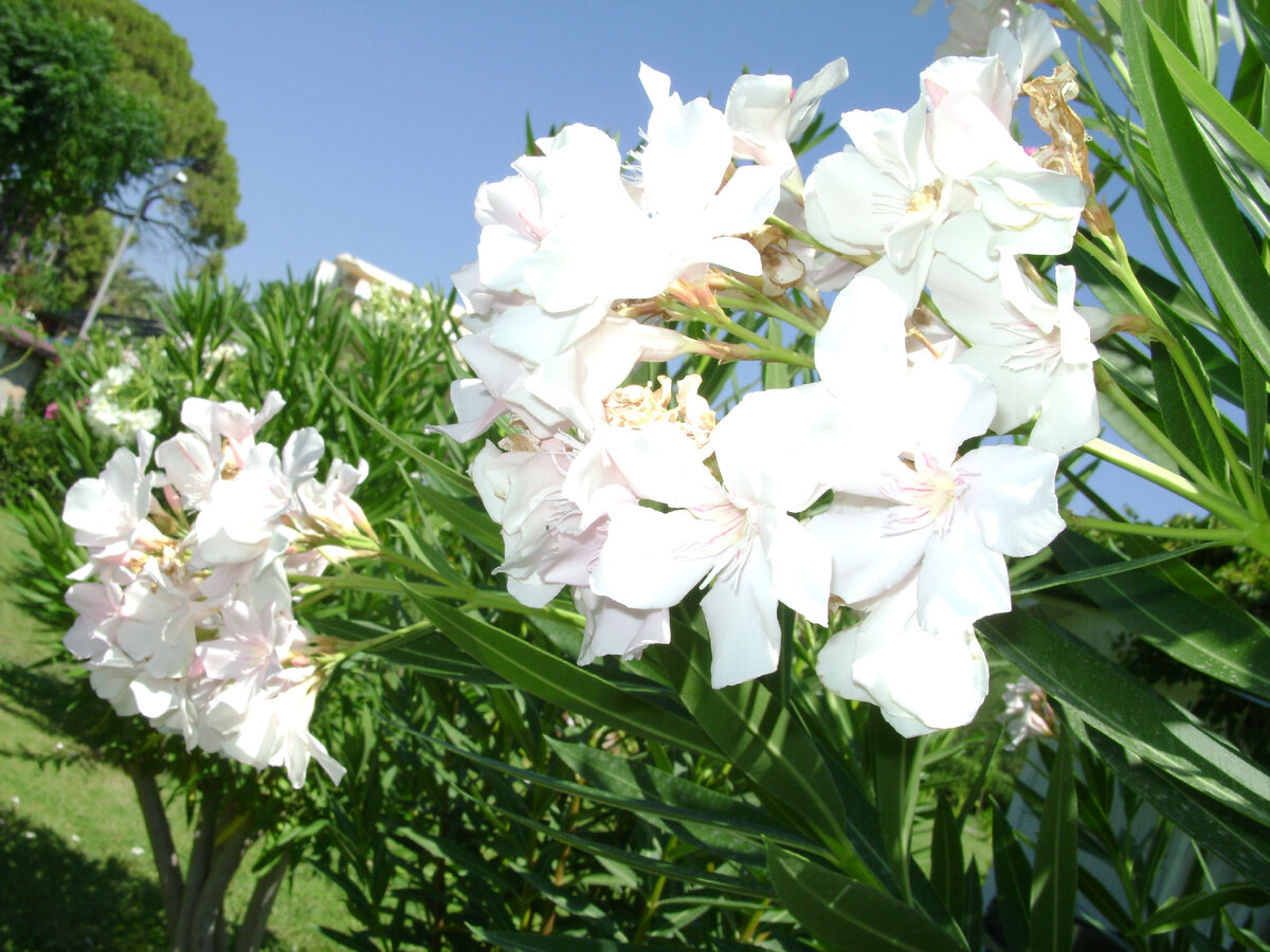 Цветы олеандра собраны в пышные кисти. Фотография Цветы вокруг нас
