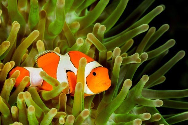 Амфиприон-клоун, Amphiprion percula 