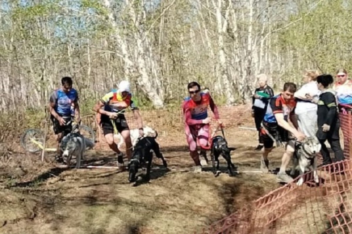    Чемпионат по ездовому спорту пройдет в столице Камчатки