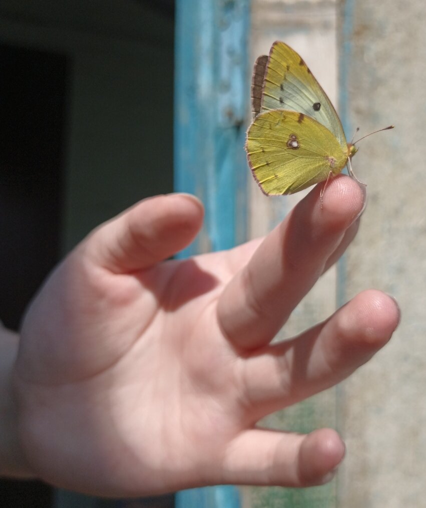 Личное фото. Желтушка шафранная. Я вообще любитель фотографировать бабочек 😁, а потом искать как они называются😅))). 