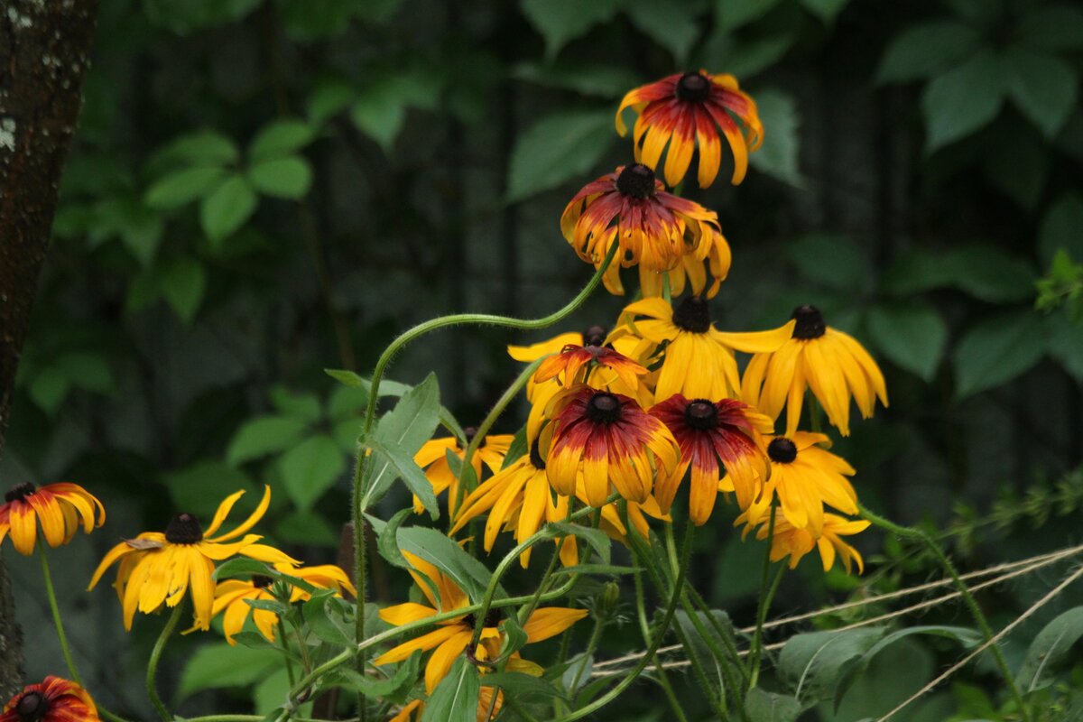 Рудбекия Rudbeckia Flamenco Yellow