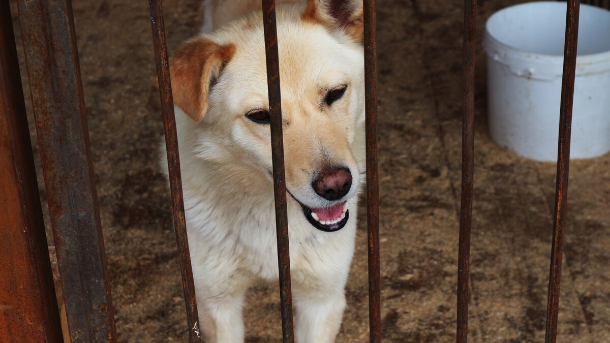     Пес может быть опасен для горожан и других животных, о нем предупредили в ЕДДС.