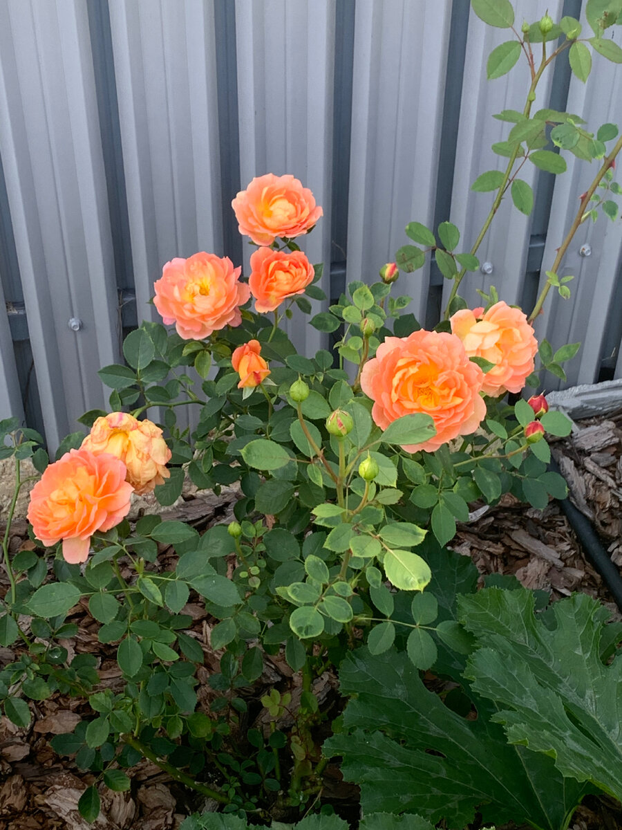 Lady of Shalott у меня в саду