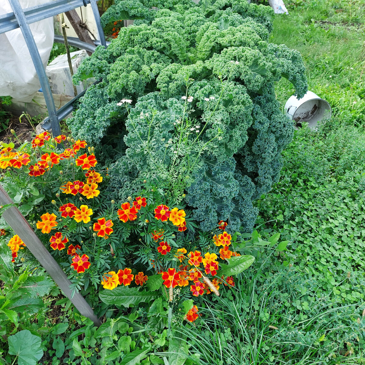 Это капуста кале. Экзотика. И хорошо, что ее мало. Всего три растения. Растет теперь просто как красивое необычное растение. 