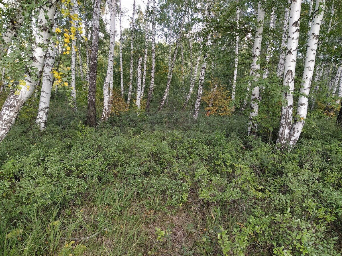 Тот самый лес, в который мы приехали...