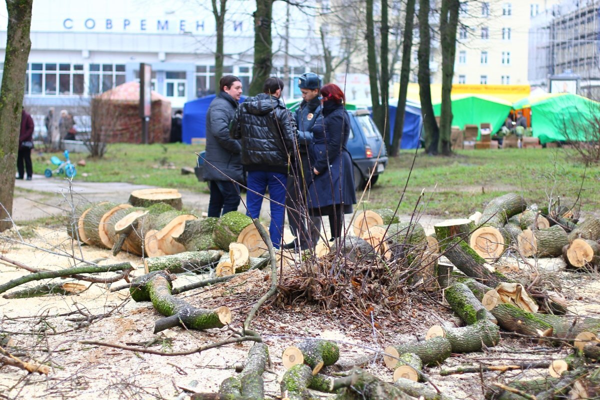    Во Владивостоке зафиксирован факт незаконной вырубки деревьев