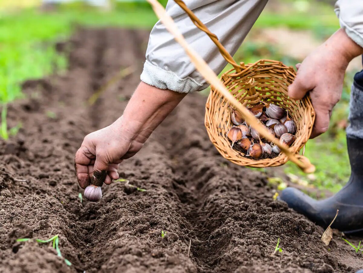 Посадка чеснока под зиму. Посадка чеснока. Сажать чеснок по лунному календарю. Посадка чеснока под зиму. Посадка озимого чеснока.