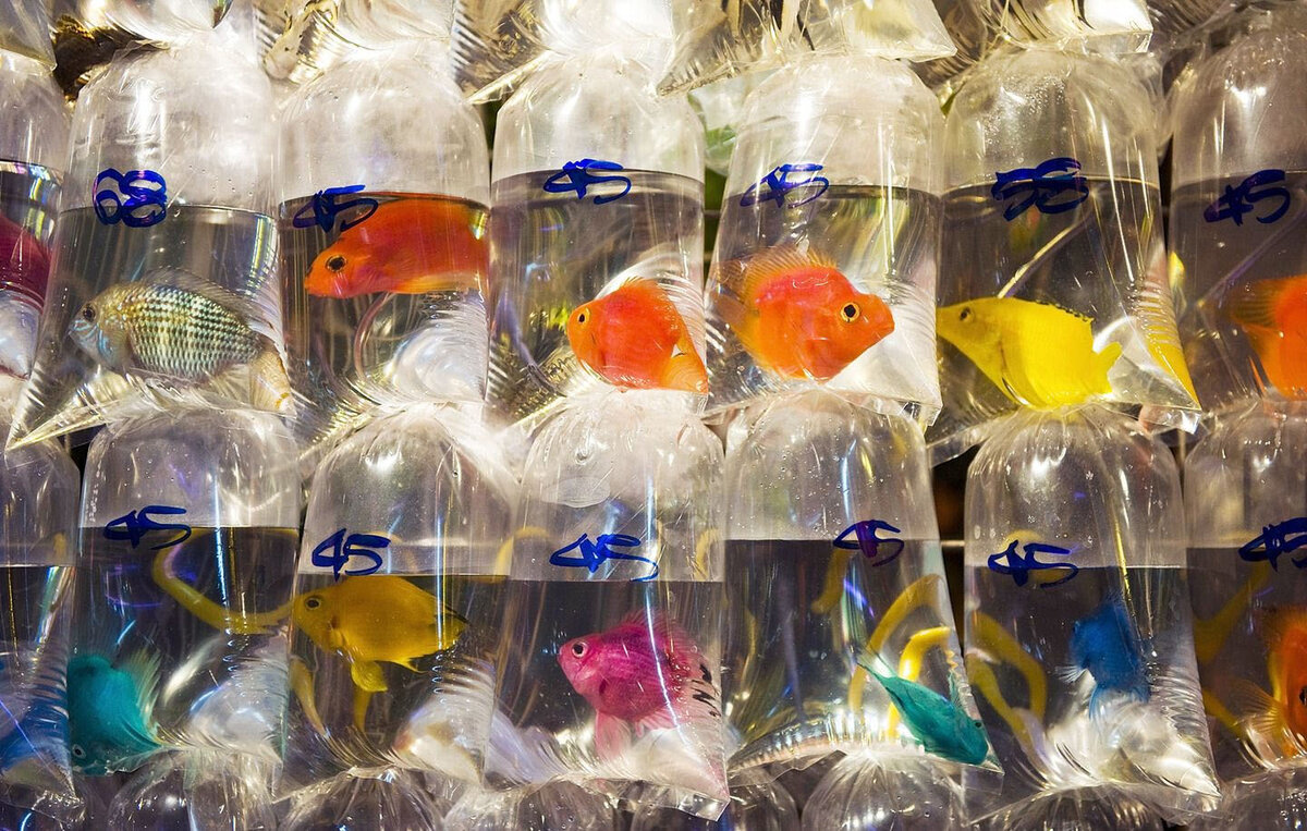 Купить живых аквариумных рыбок