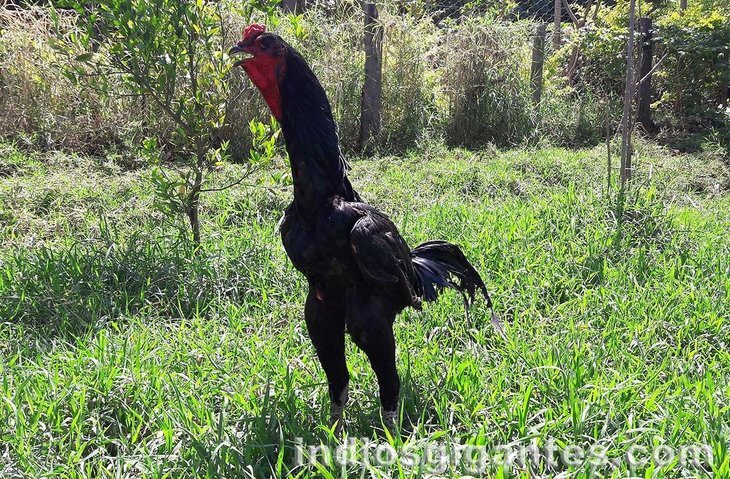    Гигантских петухов выше метра разводит фермер-энтузиаст