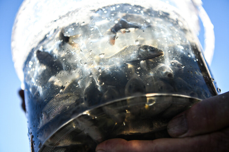    Всего было выпущено 27 тысяч мальков сазана