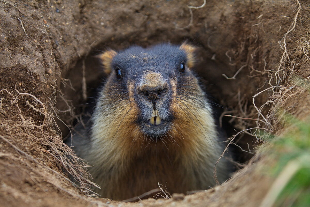 Эта недовольная мордочка - дальний родственник сурка.