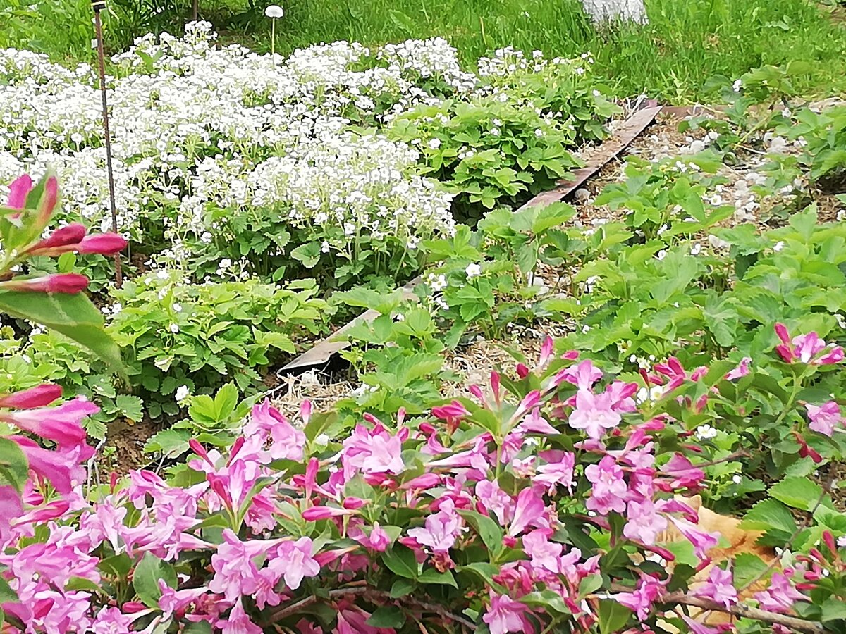 садоводы и огородники. соседка цветы. девушки на даче. женщина в огороде. роза квинсдей.