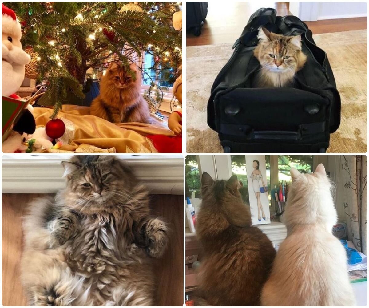Что будем делать с котом. Котик делает предложение. Фотографии котика от стресса. Стресс коты мемы. Котик стрессует
