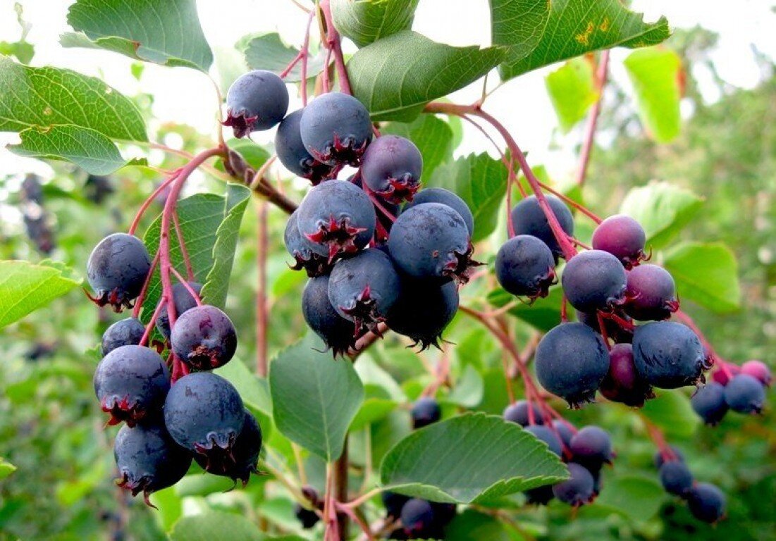 Фото взяты из открытых источников