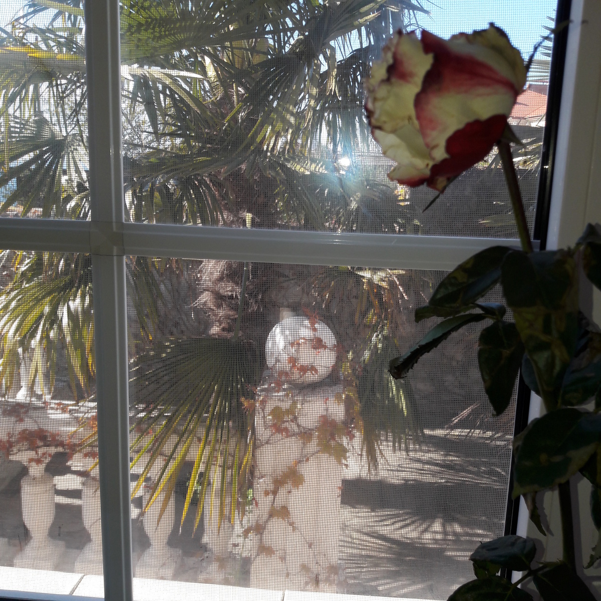 Эта роза стояла больше трёх недель. Тоже наверное решила, что старость и смерть не для неё...