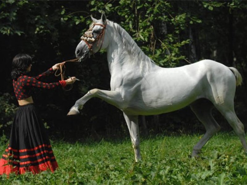 Лошадка рысь. Рысь Аллюр лошади. Испанская Рысь лошади Аллюр. Испанский шаг Аллюр лошади. Лошадь с приподнятой ногой.