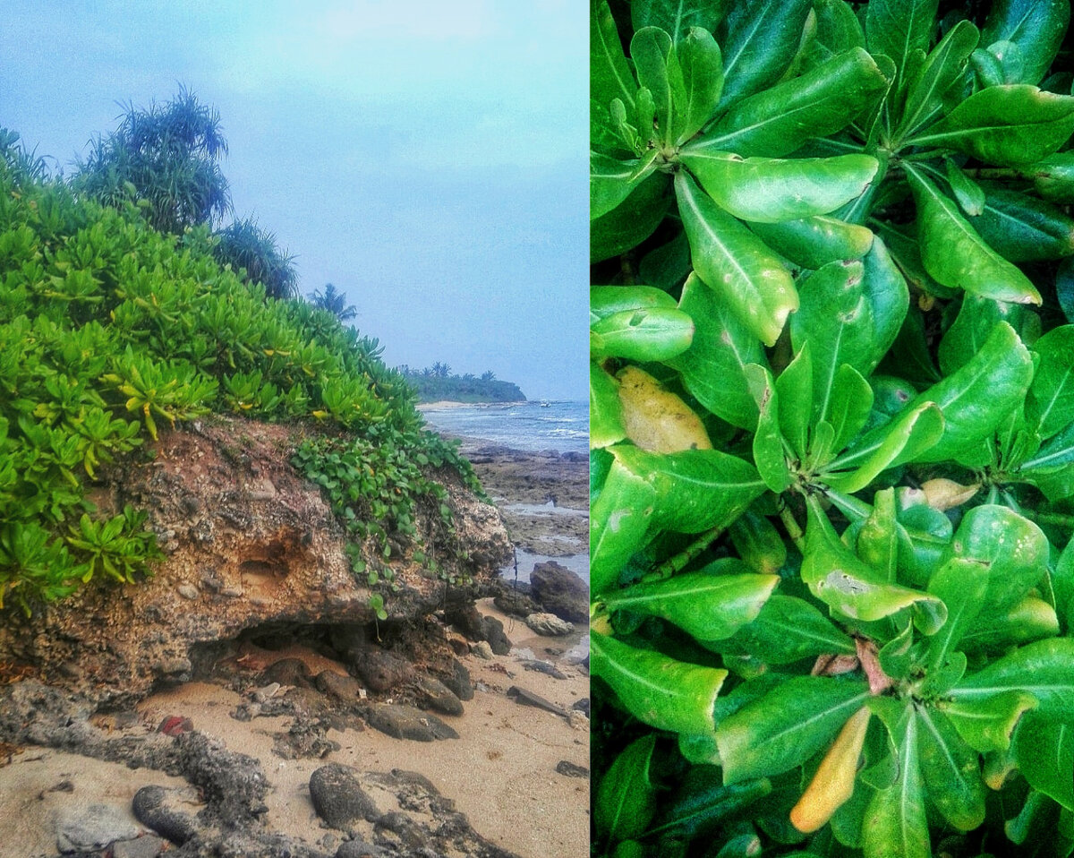 Растение на камнях