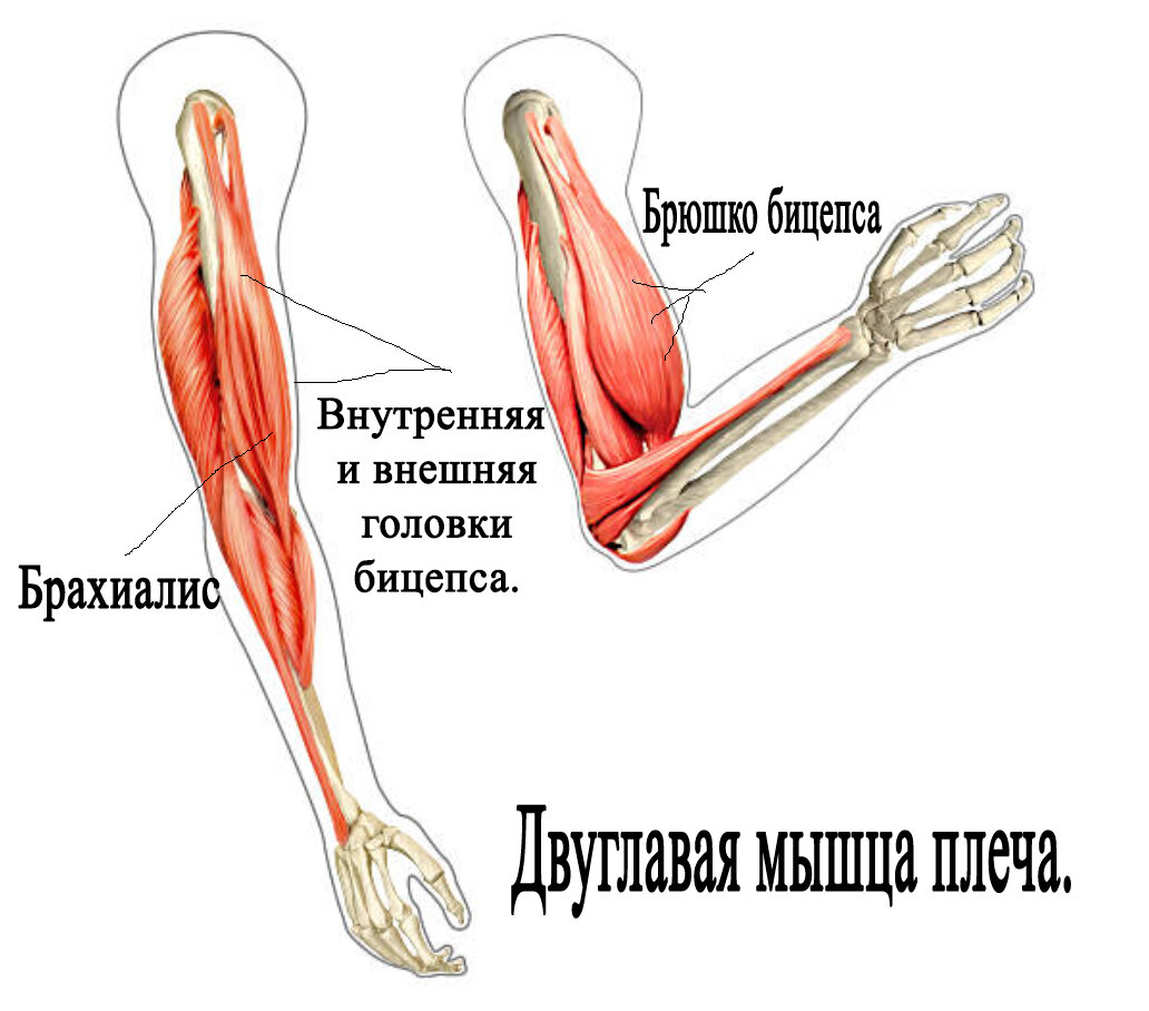 Бицепс это какая мышца фото