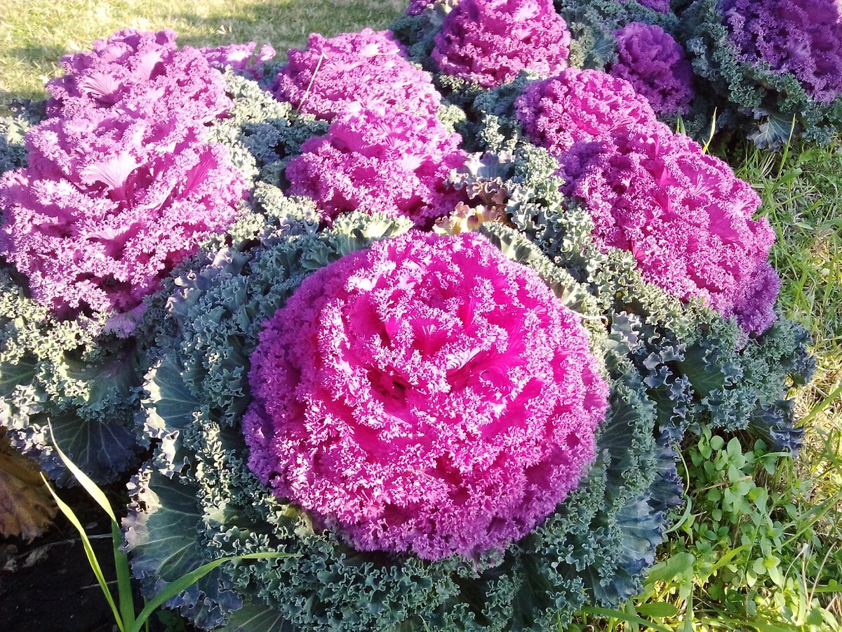 Этот вид капусты напоминает кружевной пион. Фото автора