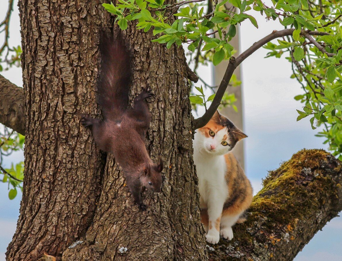 Как снять кота с дерева?