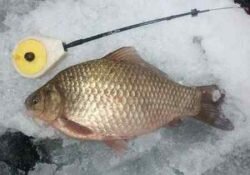 Карась — виды, места обитания, размножение, ловля карася