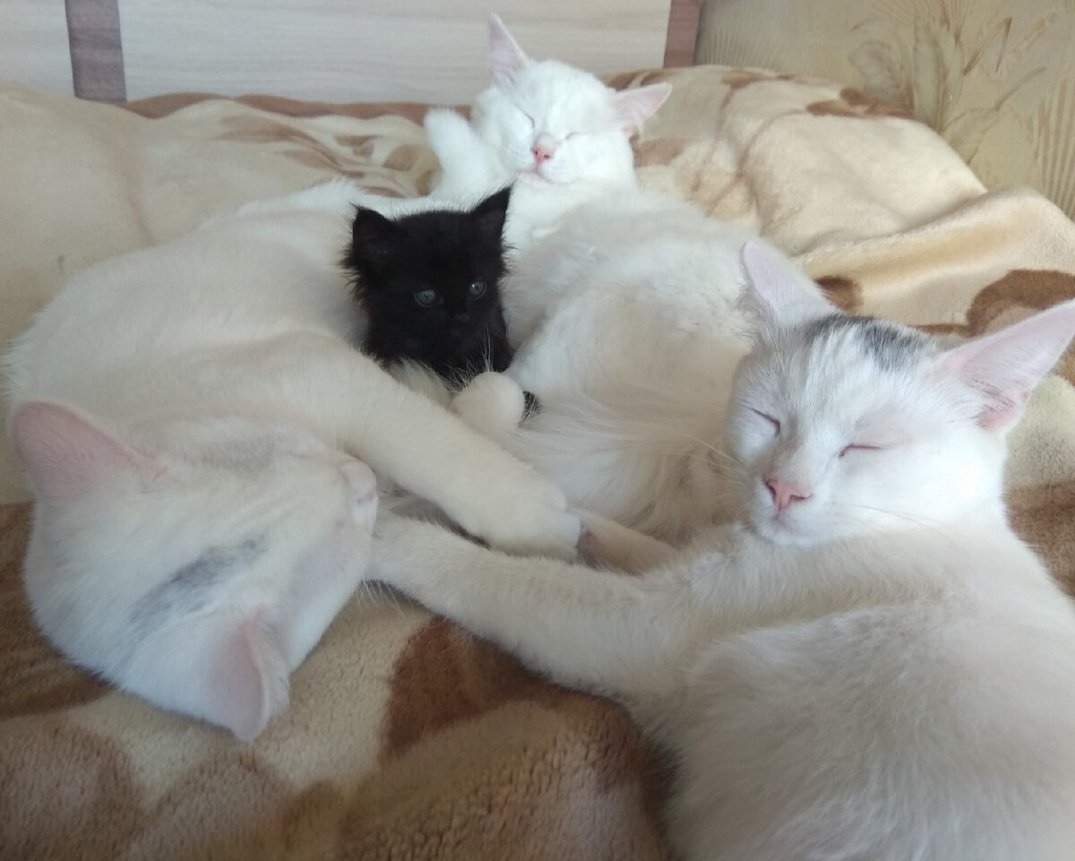 Котенок думает, что попал в рай к котоангелам:)