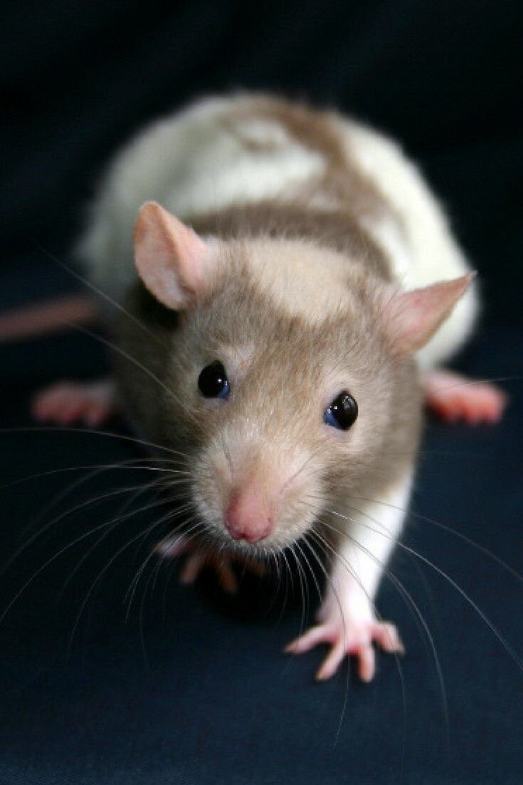 Крысы звери. Крыса Дамбо. Крыса Пасюк. Крыски декоративные. Мышь животное.