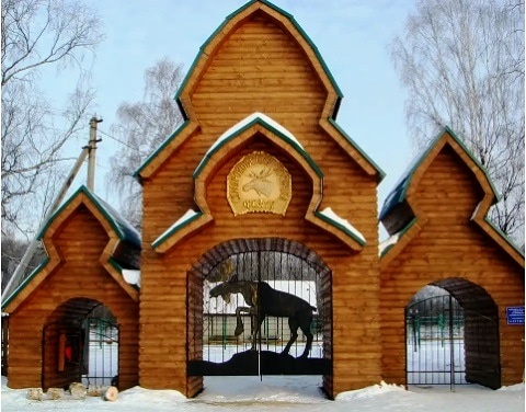  В Сумарокове ( Кострома) есть такое уникальное место - лосеферма. Находится она рядом с санаторием "Сусанино". Туда отдавали молоко, надоенное у лосих с этой фермы. Я впервые ещё подростком ездила на экскурсию на эту ферму с родителями. Лосих хозяйка скликала на дойку пионерским горном. Они сбегались, ломая кусты, и тянулись к ней своими лепешечными губами за лакомством, косились на меня большими выпуклыми глазами, полными синей поволоки. И ресницы их чуть подрагивали в настороженном ожидании опасности от незнакомцев. Мне налили молока, хотя было строго с этим. Ну как налили - половинка мензурки, грамм пятьдесят. Как столичной гостье 😊. Я поднесла мензурку к губам и медленно потянула тягучую, как сметана, жидкость. До сих пор помню. Это было все равно, как, закрыв глаза, неторопливо выпить чистый весенний луг, полный цветов и росы, пронизанный запахом хвои, ощутимый только на самом-самом рассвете. Посетите эту ферму, если окажетесь в Костроме, такие поездки незабываемы. #сумароково #кострома #лосеферма #лось #лоси