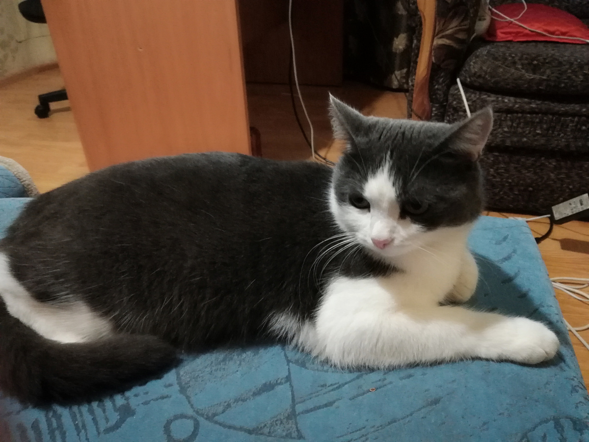 кот украл еду