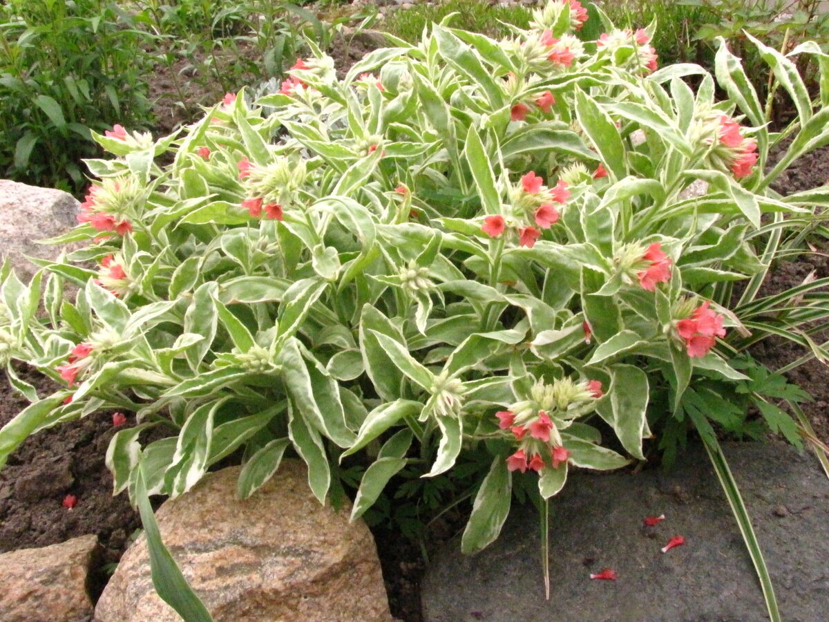 Как никогда в течении года, в феврале и марте я просматриваю фото именно первоцветов. Вариегатная медуница с коралловыми цветами к моему удивлению оказалась любительницей очень глухой тени.