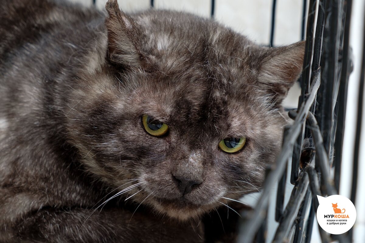 Гвидон, 3 года