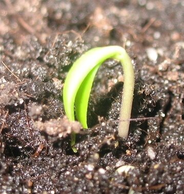 Тульский острый через три часа после появления на свет!