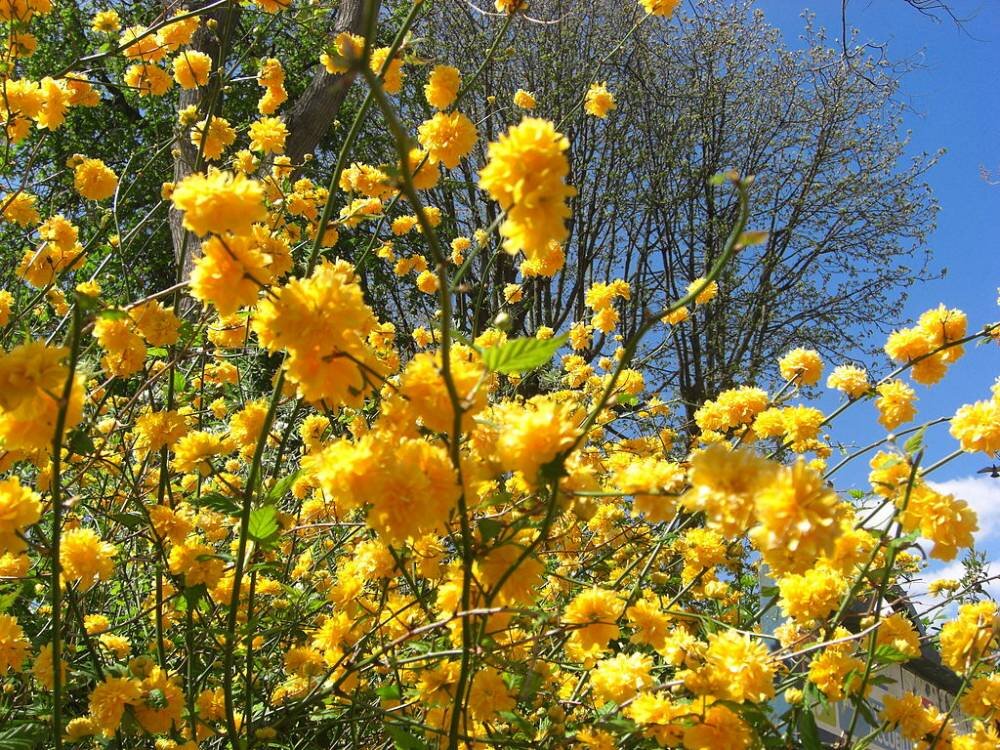Керрия японская. https://www.plantes-shopping.fr/medias/boutique/kerria-japonica-pleniflora/01.jpg