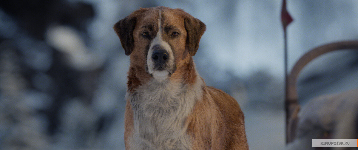 Официальный кадр из фильма «Зов предков». Источник kinopoisk.ru 