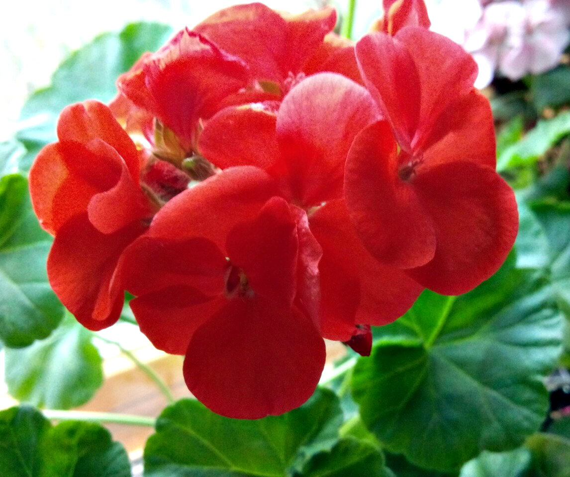 Фото Веры Вишняковой