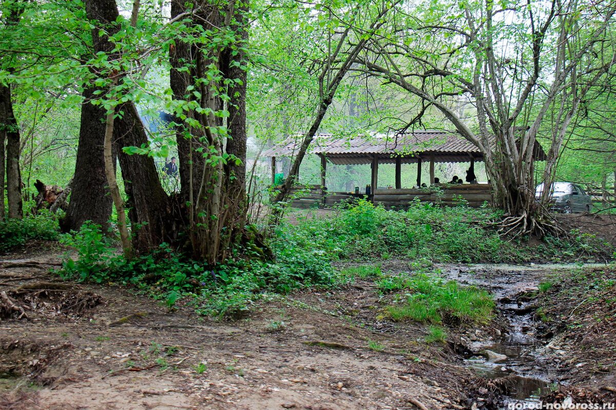 Цемесская роща  Фото с сайта  https://gorod-novoross.ru/news.php?id=349