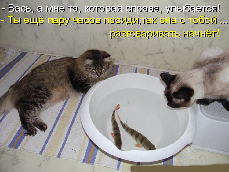 Шутки про животных картинки