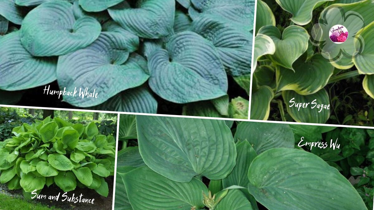 Гигантские хосты - потрясающее зрелище